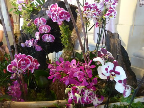 orchidea 090
