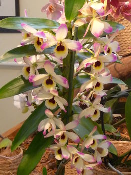 orchidea 118