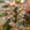 orchidea 118
