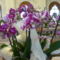 orchidea 132