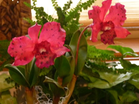 orchidea 160