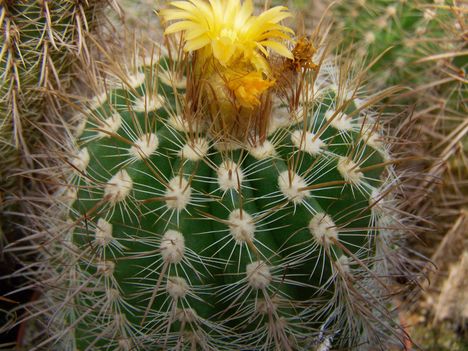 Parodia taratensis