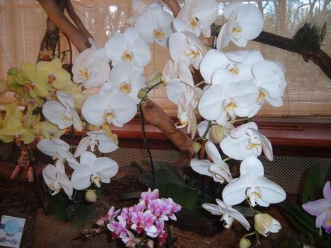   Vajdahunyad várban az orchidea kiálitáson 