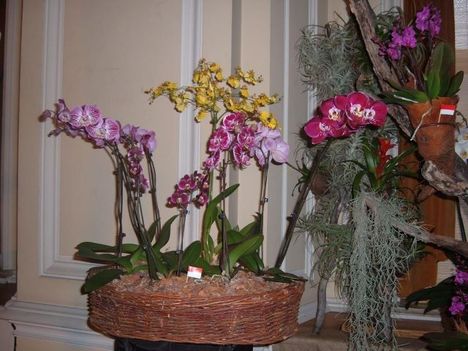  Vajdahunyad várban az orchidea kiálitáson 