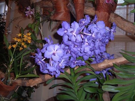  Vajdahunyad várban az orchidea kiálitáson 