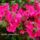 Azalia_pompaban-001_1681799_1536_t