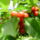 Banfalvi_keprek-001_1681013_5302_t