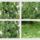 Banfalvi_keprek-004_1681017_3281_t