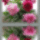 Derus_punkosdi_hetveget_mindenkinek__1681913_7506_t