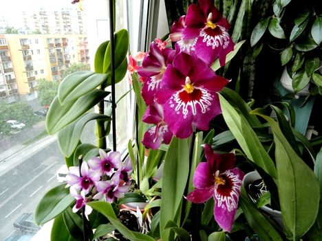 Miltónia;    A halványlila: Dendrobium