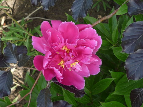 pünkösdi rózsa