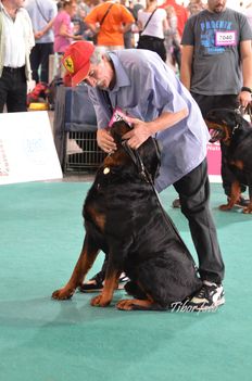 Rottweiler WDS 8