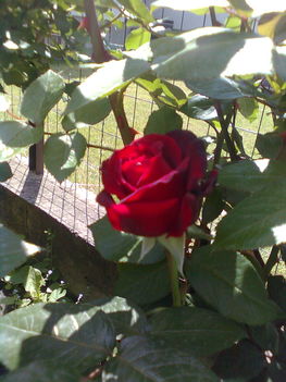 rózsa (Ingrid Bergman)