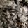 Libasorban_araszolo_hernyok_az_avaron_1683024_3399_t