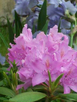 Rózsaszinű  rododendron