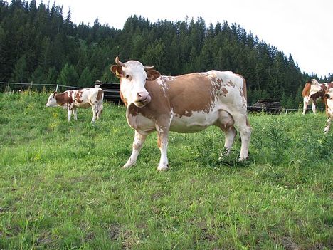 Tiroli tehén