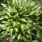 Árnyékliliom (Hosta undulata Mediovariegata) 