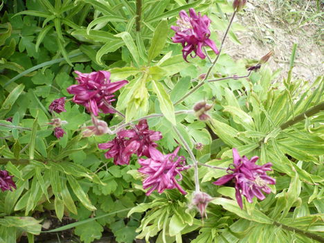 Harangvirág lila