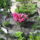 Dscn0531_1686175_3043_t
