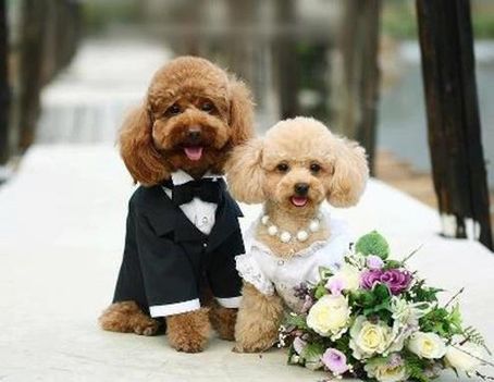 Kutyaesküvő