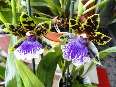 Zygopetalumok