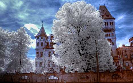 Bran-castle-Romania-transylvania-dracula-castle-tree-nature