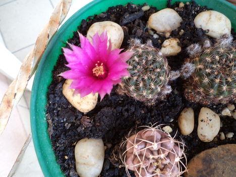kis kaktusz kicsi virága 
