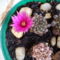 kis kaktusz kicsi virága 