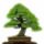 Bonsai_mania_1688773_1673_t