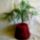 Feher_orgonafa_1688347_9084_t