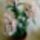 Hortenzia_feher_1688344_9744_t