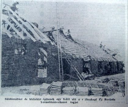 Rábcakapi hízlalda, Kisalföld, 1961.05.16. 1
