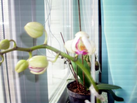 Ma reggelre nyílt ki az orchideám! 1