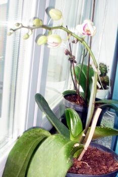 Ma reggelre nyílt ki az orchideám! 2