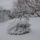 Margaretak_helyett_ezt_kaptuk_ma_1_1608744_7085_t