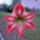 Masik_amarilliszem_is_kinyilt__ma_delutanra_1680452_2775_t