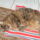 Micike_alszik_a_radiator_elott_1608099_6243_t