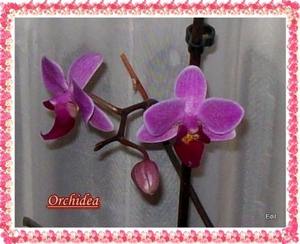 Orchidea