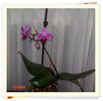 Orchidea1
