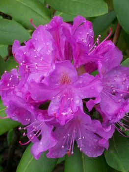 RÓzsaszinű  rododendron