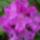 Rozsaszinu__rododendron_1680102_5839_t