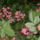 Valamilyen_muskatli_a_tisza_fenyo_alatt_1680735_6784_t