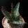 4376 Aloe broomii