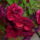 Dupla_mini_petunia_1691355_9736_t