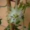 fehér golgota első virága