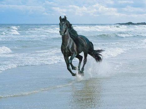 horse-beach
