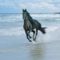 horse-beach