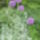 Kertreszlet_a_diszhagymaval_1691337_4321_t