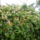 Magyarlonc_1691084_3801_t