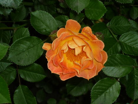 mini rózsa